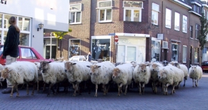 De huidige herderin Els Jetten en assistenten met de kudde onderweg naar een andere beweidinglocatie.